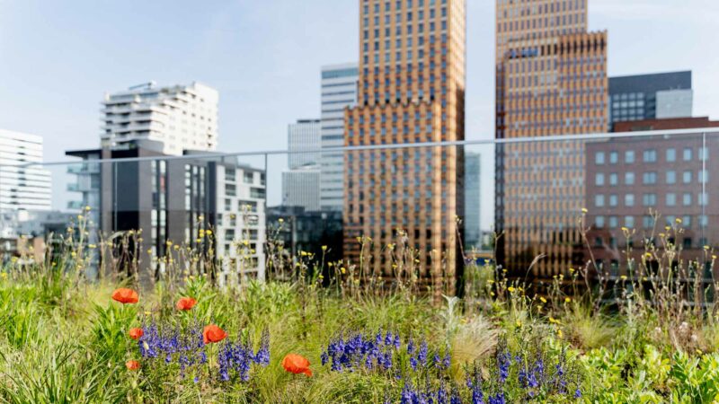 green and flowers in a city