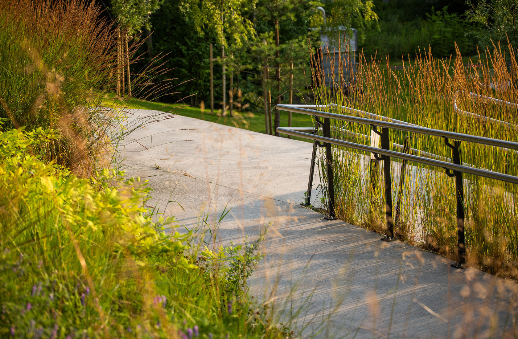 Path of concrete with high grass on the sides.
