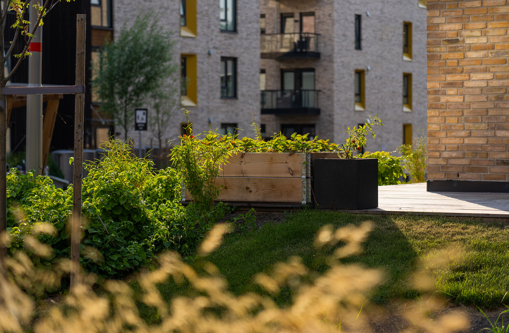 Wooden grow box with residential building in the background.