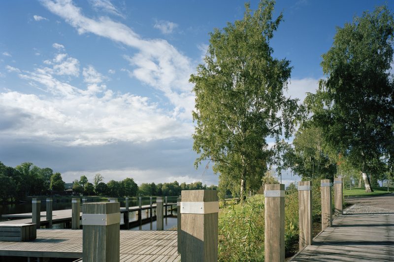 Trees in the park along a river