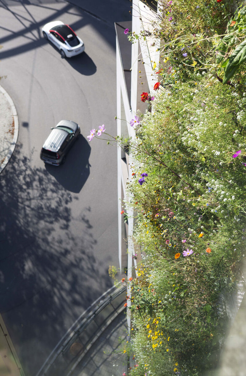 Close-up image of a green facade with beautiful flowers in various colors, with a roadway below.