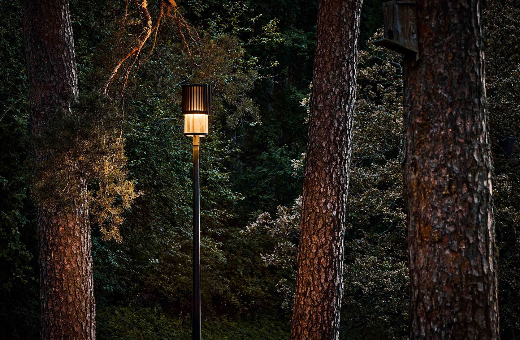 Streetlamp illuminated in a forest at dusk among tall trees.