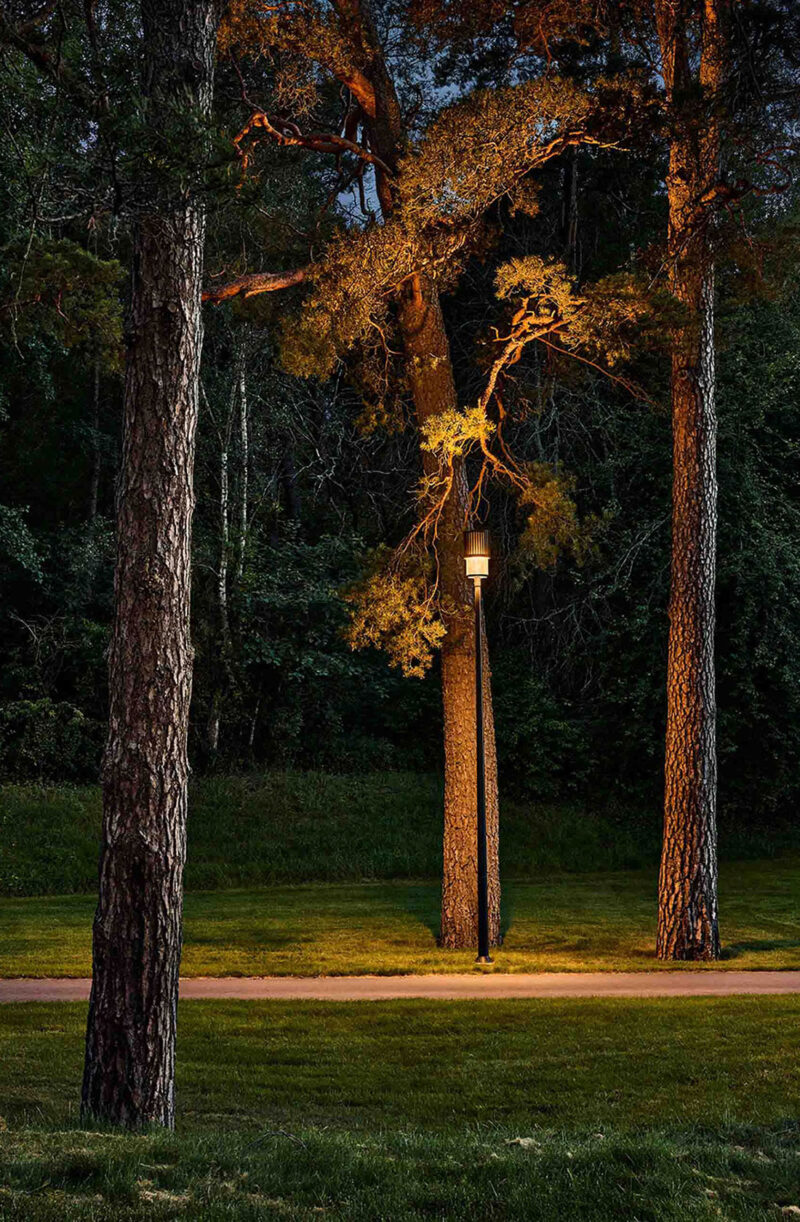 A lit street lamp among tall trees in a park at dusk. Green grass and forest in the background.