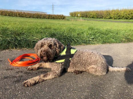 Anton, Detection dog