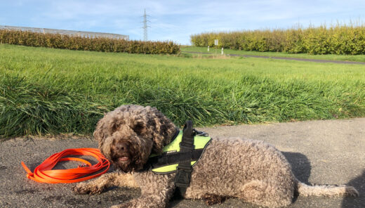 Anton, Detection dog