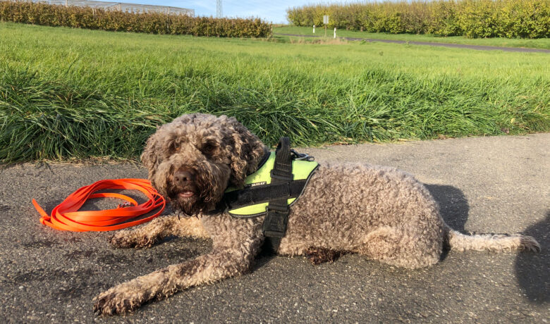 Anton, Detection dog