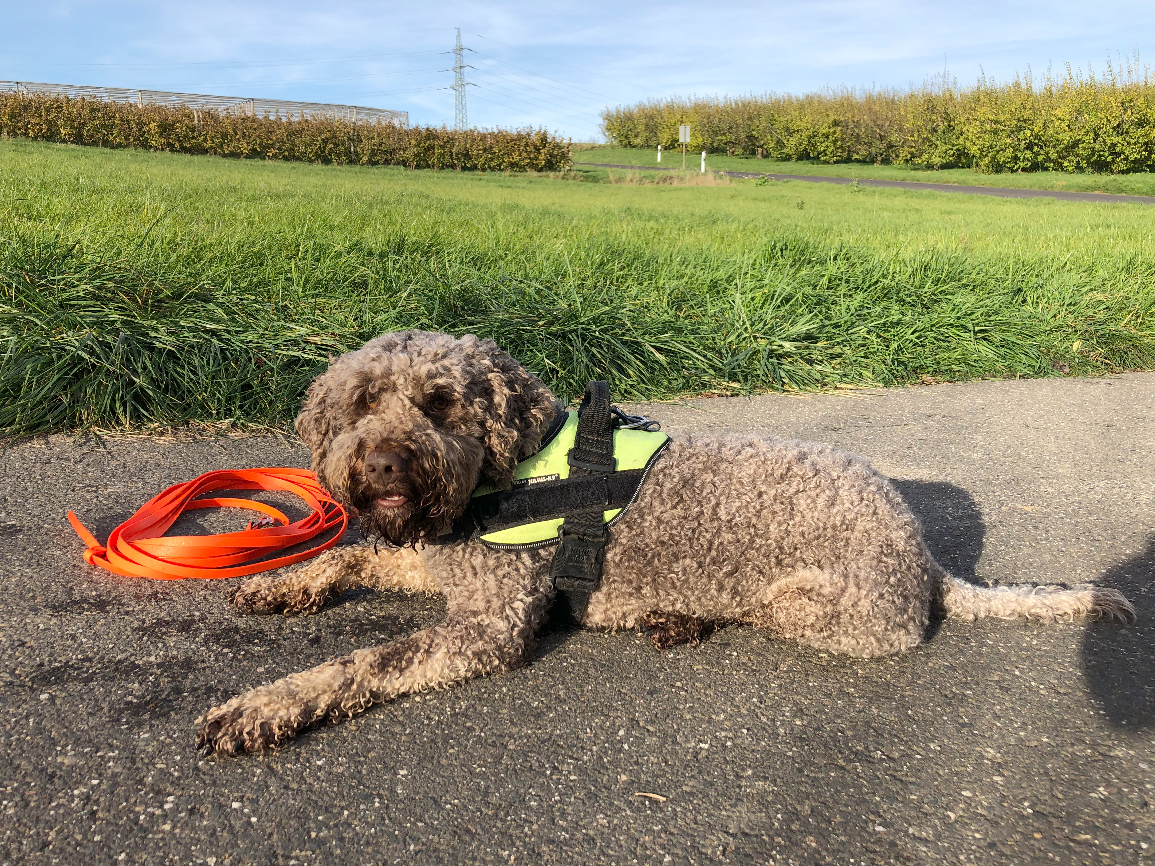 Anton, Detection dog