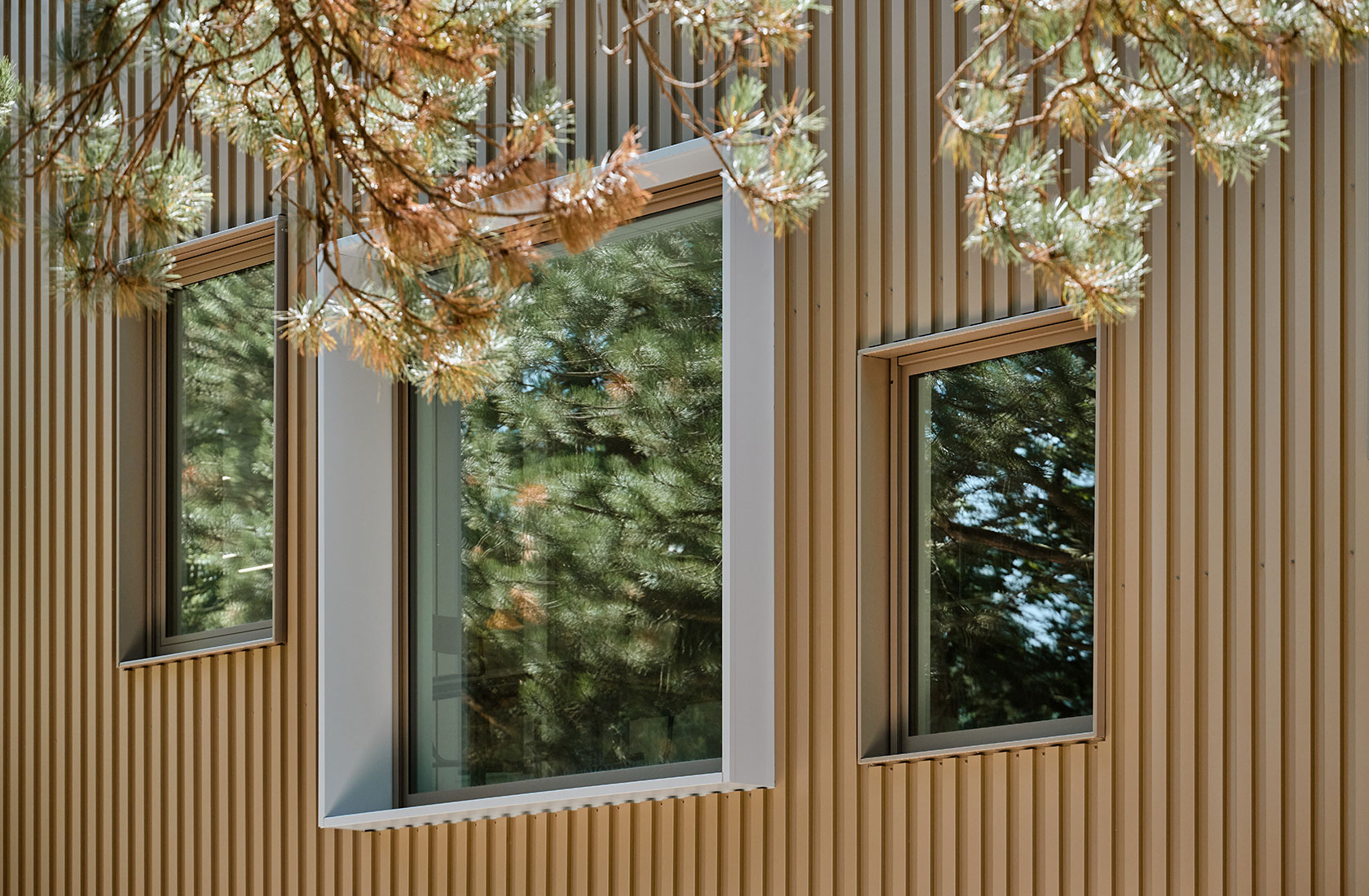 Modern wooden facade with large windows reflecting pine trees in sunlight