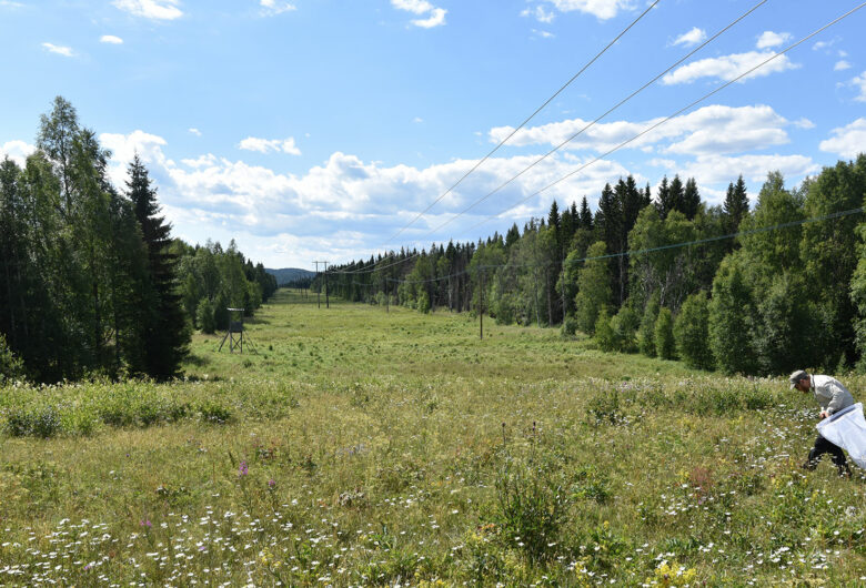 Ledningsgata