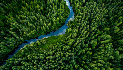 skog och flod från ovan