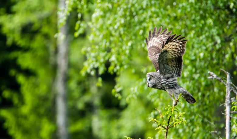 Flyguggla med skog i bakgrunden