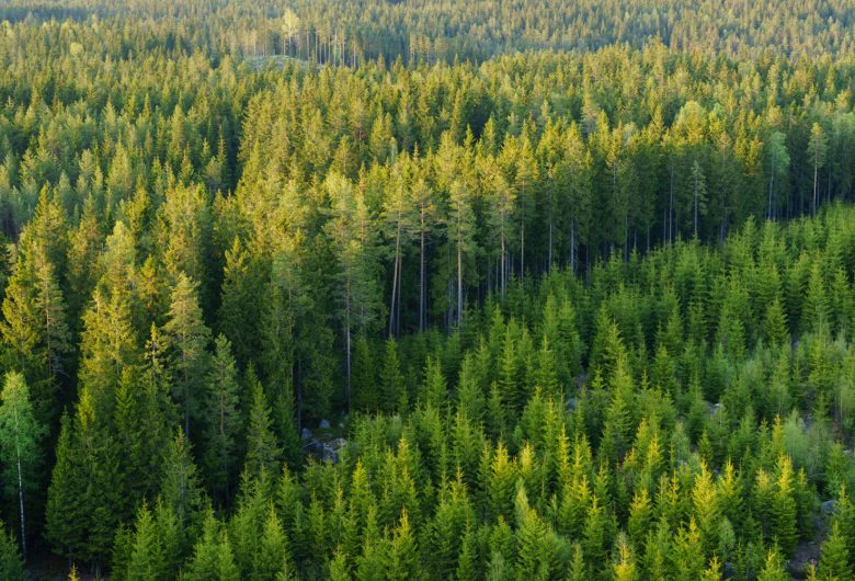 Drönarbild över barrskog