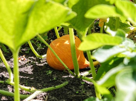 Gezonde bodem voor grotere biodiversiteit - ecologie