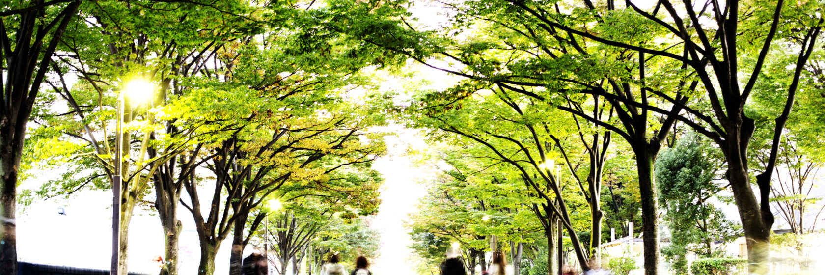 Tree lined avenue